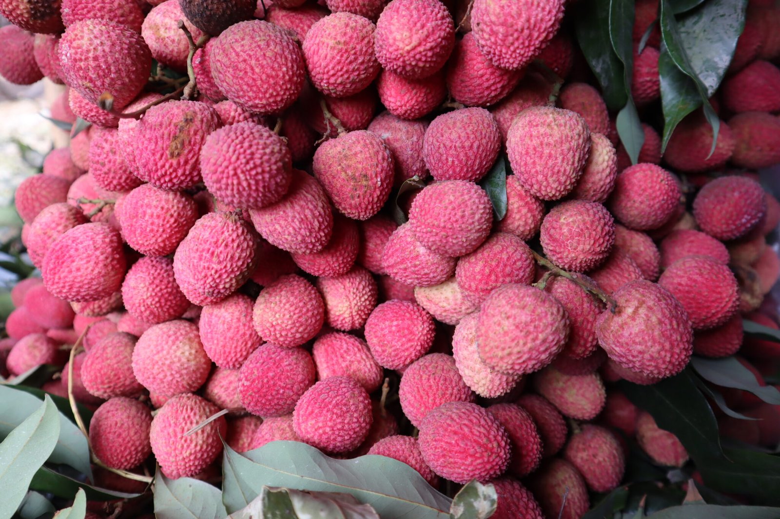 বোম্বাই লিচু